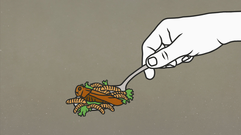 Austin Sees Influx of Crickets — Local Media Wants Residents To Eat Them