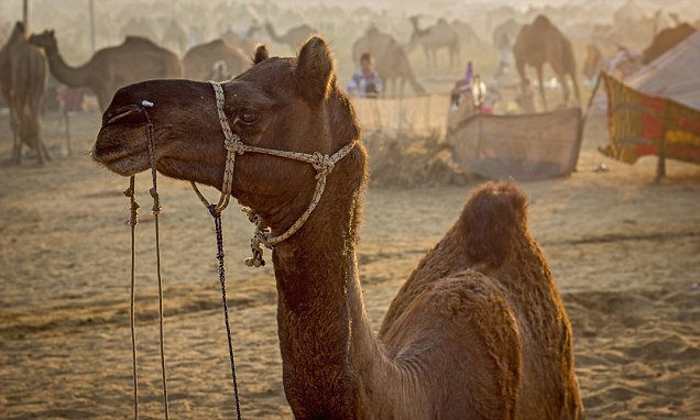 Muslim cleric issues fatwa that wives MUST have sex with husbands on camels | Daily Mail Online