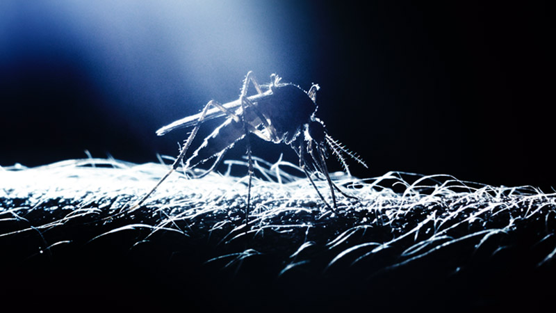 Dengue Fever Surges by 400% in Brazil After Bill Gates-Backed Gene-Edited Mosquitos Released