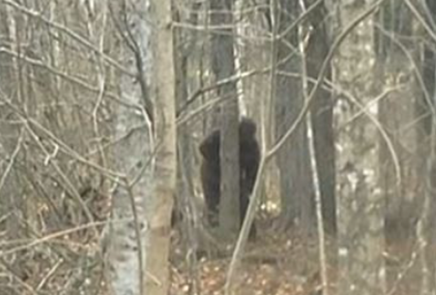 RMSO Bigfoot: Millinocket Sasquatch Captured on Camera