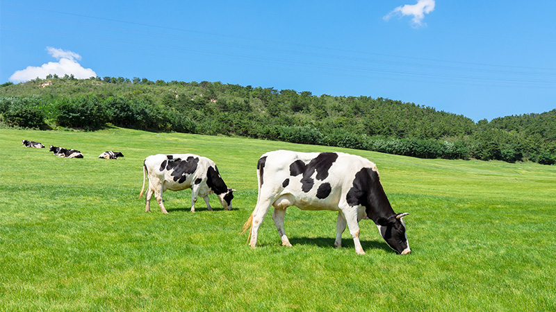 FDA Says Bird Flu Found in Cows Milk