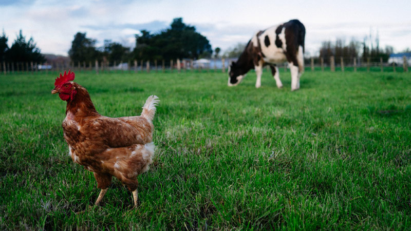 Biden WH ‘Monitoring’ Bird Flu Outbreak After Cow-To-Human Infection & Major Egg Producer Forced To Kill 2 Million Chickens