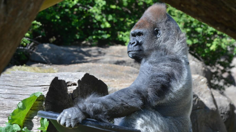 Gorilla ‘Little Joe’ Dies Suddenly of Heart Attack at St. Louis Zoo Where Animals Received 2 Covid Jabs