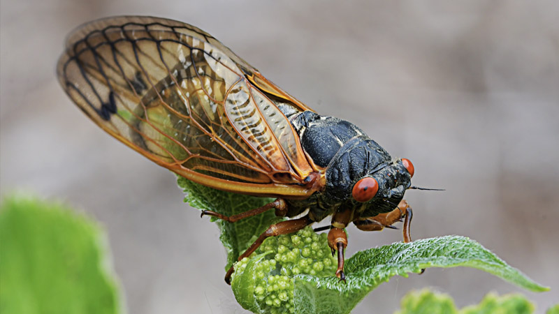 Rare Emergence of Cicadas Perfect ‘Opportunity’ to Eat the Bugs, Axios Advises