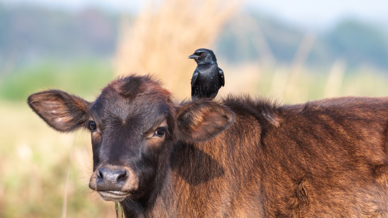 Bird Flu Likely to Infect More Humans, Bloomberg Claims