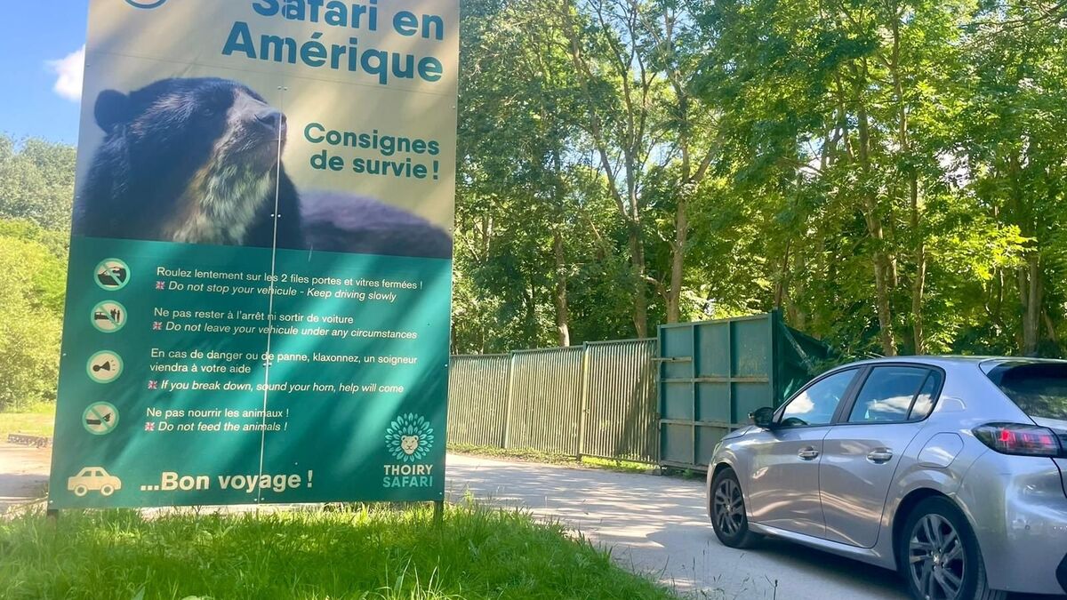Joggeuse attaquée par les loups à Thoiry : dans les allées du zoo, un accident jugé « incompréhensible » - Le Parisien