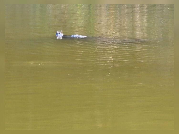 Teen reports possible alligator sighting at Greene County park