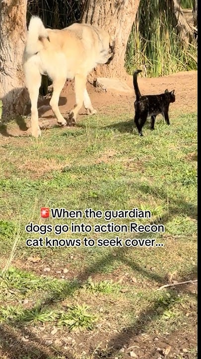 Recon cat must seek cover as the guardian dogs go into actionâ¦ - YouTube