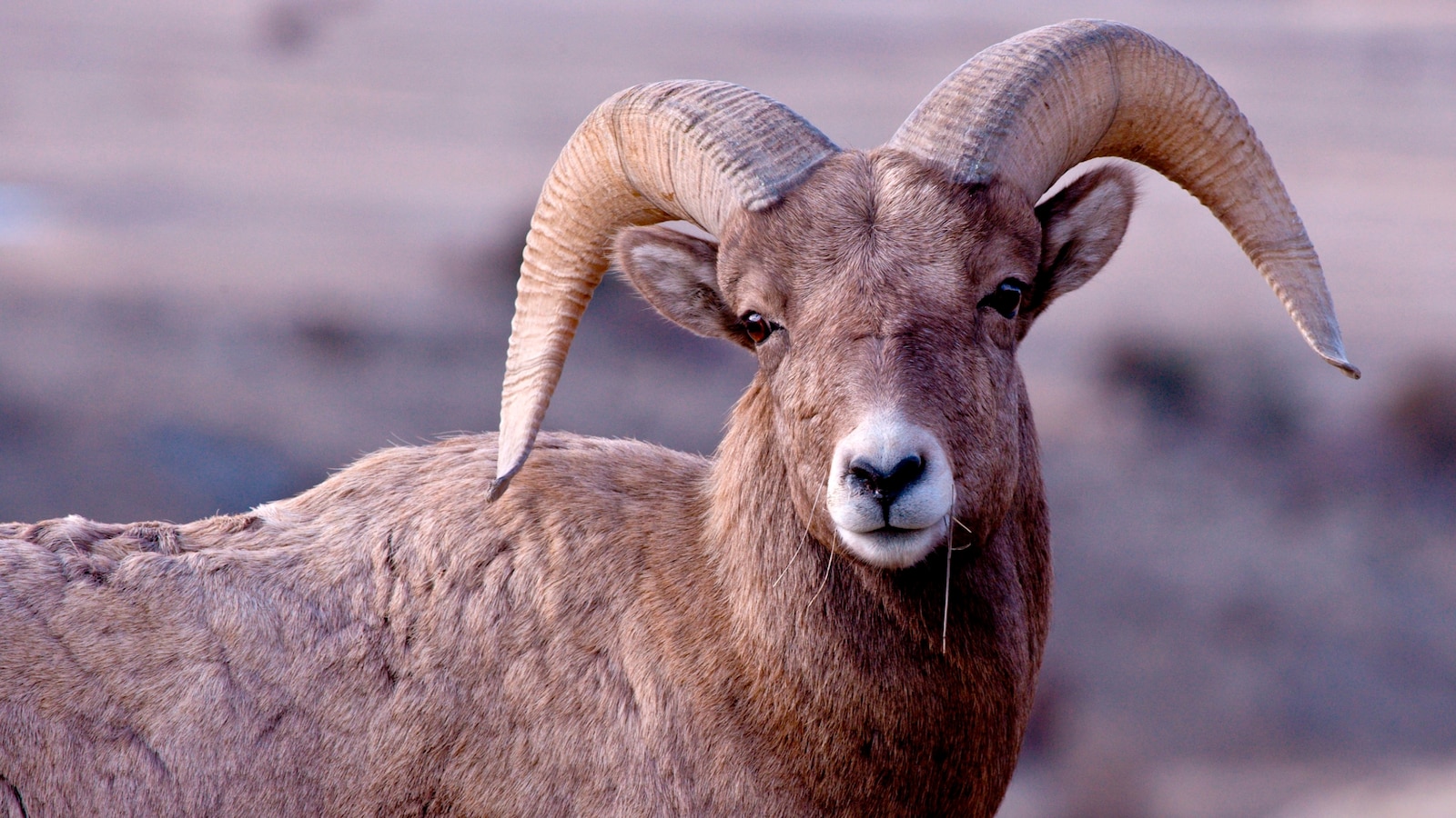 80-year-old man pleads guilty to genetically engineering giant hybrid sheep in 'audacious scheme,' DOJ announces - ABC News