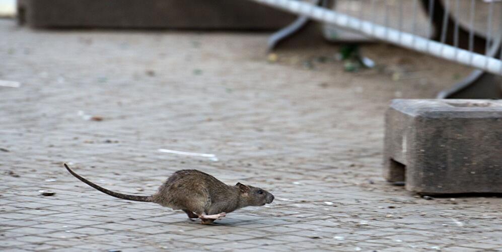 'Rat emergency' declared in Berlin as infestation overwhelms Hermannplatz
