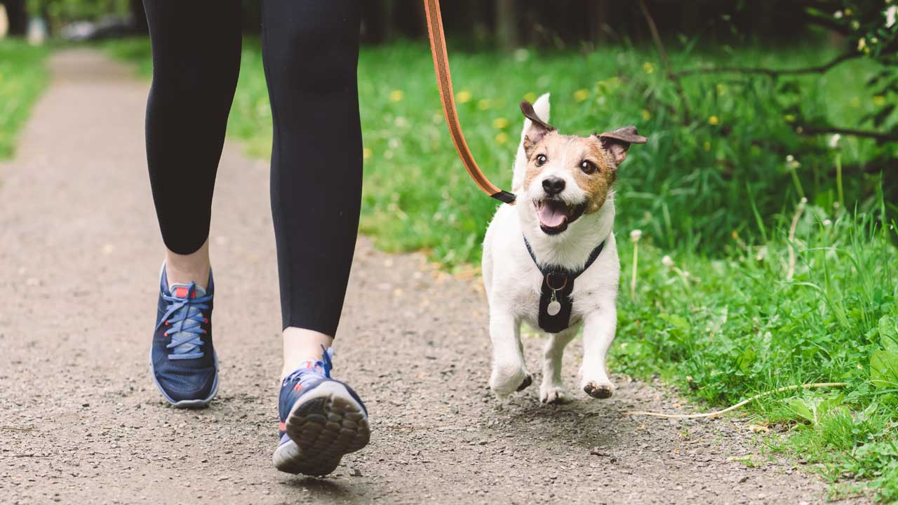 Welsh Government Told to Create ‘Dog Free Zones’ in Public Areas to Fight Racism - modernity