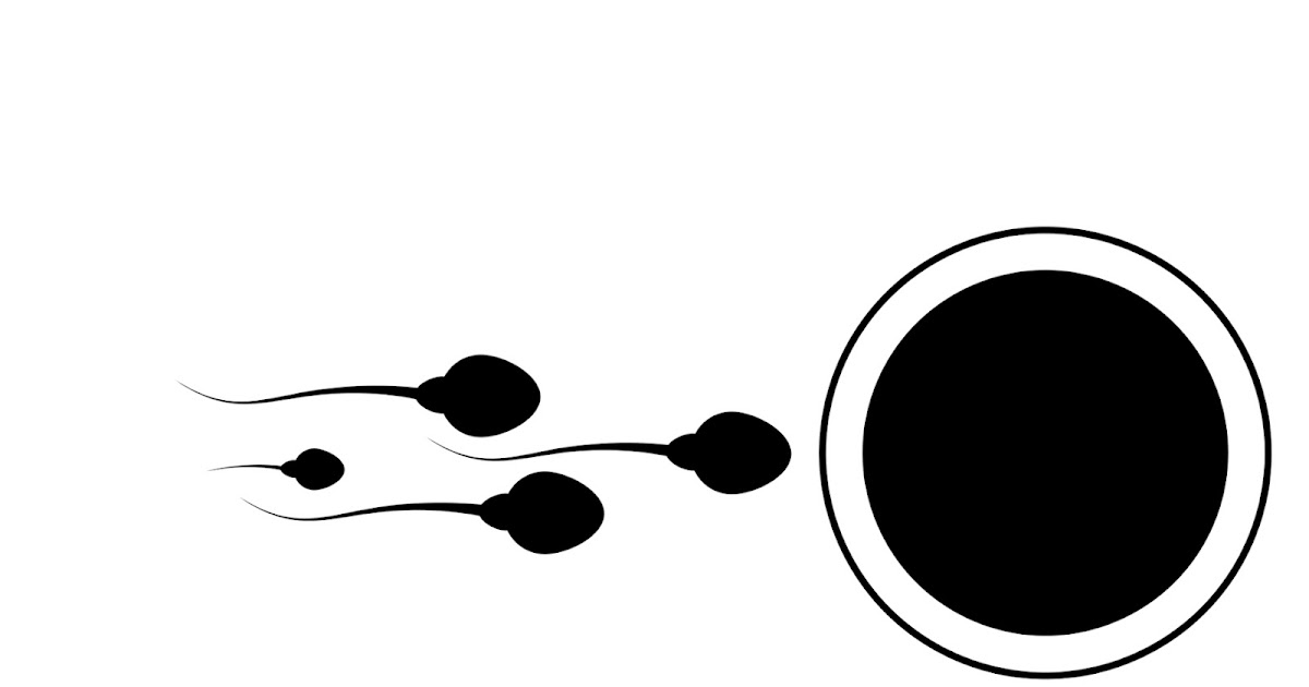 How Eggs Quietly Choose the Winner in the Sperm Race