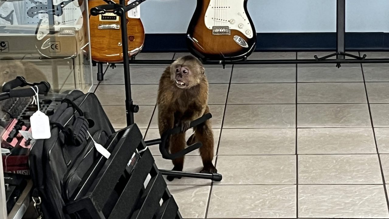 Monkey caught after damaging Morristown, TN music store
