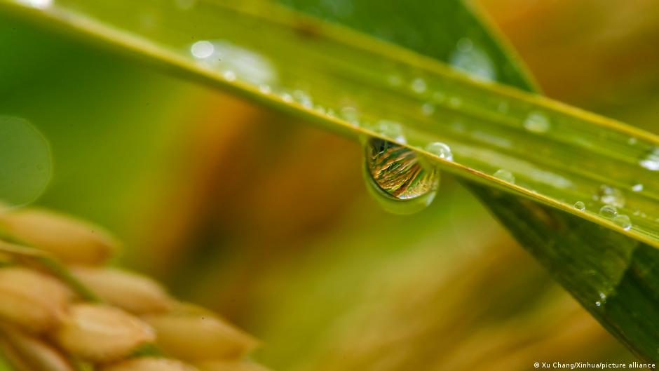 When seeds 'hear' rain, they 'decide' to sprout — study