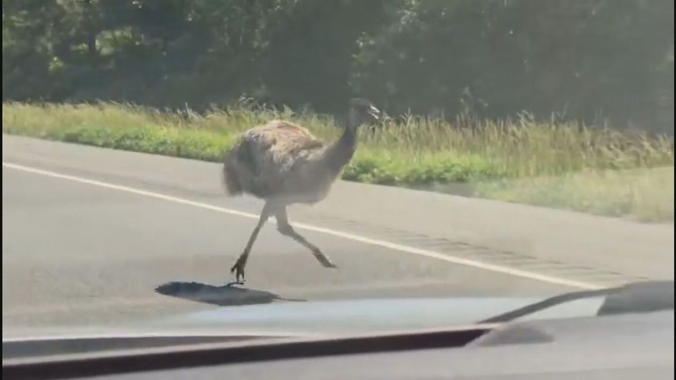 Emu returned to owners after highway adventure on Eastern Shore