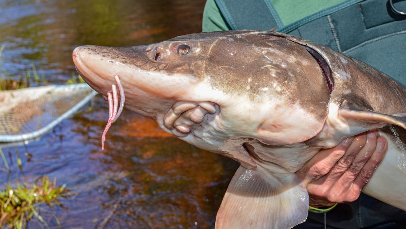 New study suggests some Lake Sturgeon could live more than 400 years in the Great Lakes
