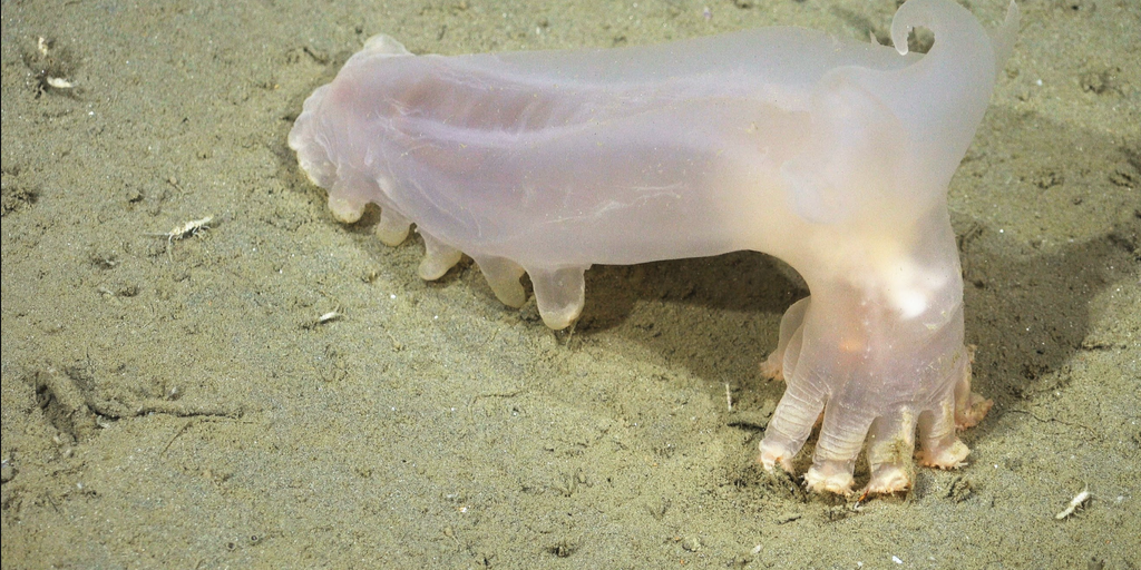 Scientists uncover 57 new species lurking in the South Atlantic | Fox Weather