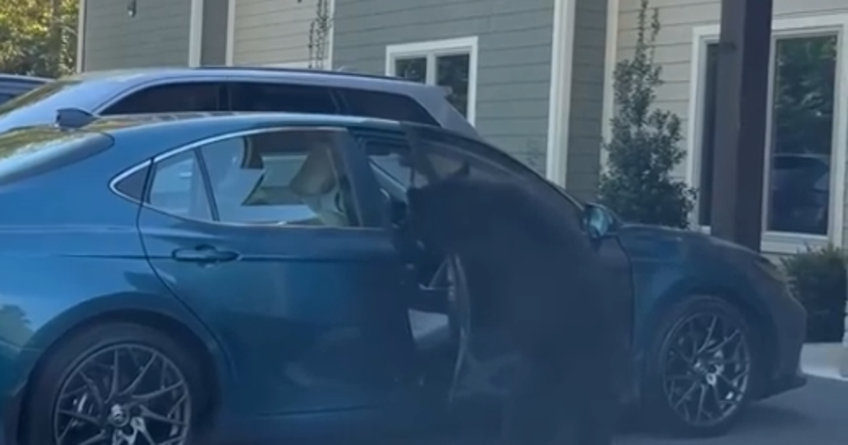 Watch: Bear family piles into car after mama bear opens door | FOX 5 DC